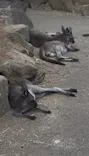 伊豆シャボテン動物公園に投稿された画像（2026/10/14）