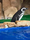 大分マリーンパレス水族館 「うみたまご」に投稿された画像（2026/10/14）