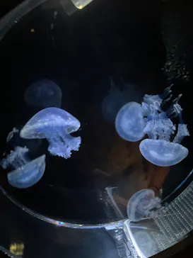 大分マリーンパレス水族館 「うみたまご」に投稿された画像（2026/10/14）