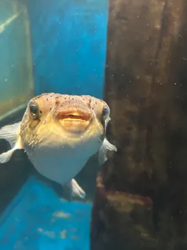 越前松島水族館に投稿された画像（2026/10/14）