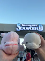 鴨川シーワールドに投稿された画像（2026/10/14）