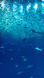アクアワールド茨城県大洗水族館に投稿された画像（2026/10/15）