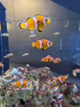 大分マリーンパレス水族館 「うみたまご」に投稿された画像（2026/10/15）