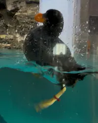 アクアワールド茨城県大洗水族館に投稿された画像（2026/10/15）