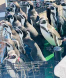 越前松島水族館に投稿された画像（2026/10/15）