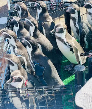 越前松島水族館に投稿された画像（2026/10/15）