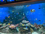 しながわ水族館に投稿された画像（2026/10/16）
