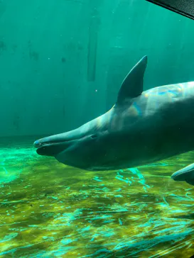 しながわ水族館に投稿された画像（2026/10/16）