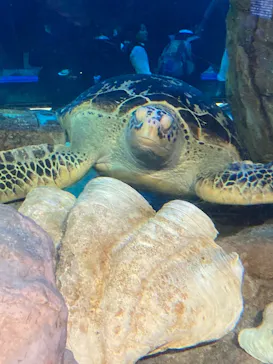 しながわ水族館に投稿された画像（2026/10/16）
