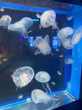 しながわ水族館に投稿された画像（2026/10/16）