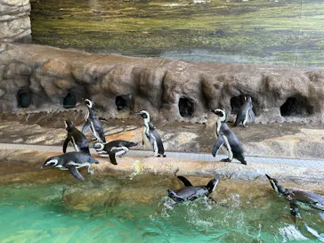 しながわ水族館に投稿された画像（2026/10/16）