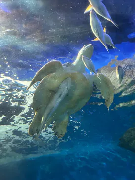しながわ水族館に投稿された画像（2026/10/16）
