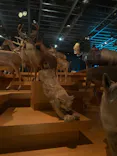 国立科学博物館に投稿された画像（2026/10/16）