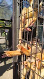 伊豆シャボテン動物公園に投稿された画像（2026/10/16）