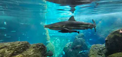 新江ノ島水族館に投稿された画像（2026/10/16）
