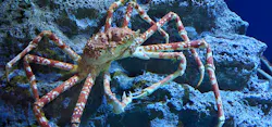 新江ノ島水族館に投稿された画像（2026/10/16）