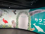 カワスイ 川崎⽔族館に投稿された画像（2026/10/16）