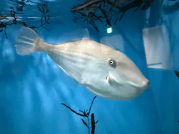 名古屋港水族館に投稿された画像（2026/10/16）