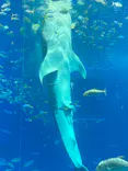 沖縄美ら海水族館に投稿された画像（2026/10/16）