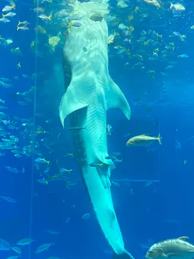 沖縄美ら海水族館に投稿された画像（2026/10/16）