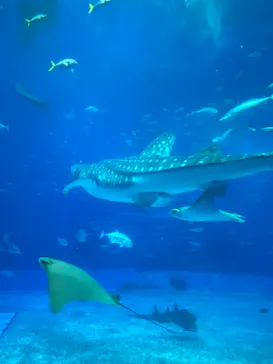 沖縄美ら海水族館に投稿された画像（2026/10/16）