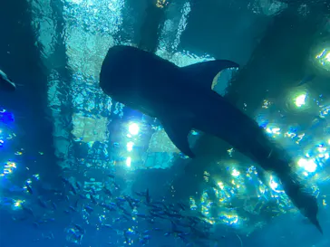 沖縄美ら海水族館に投稿された画像（2026/10/16）