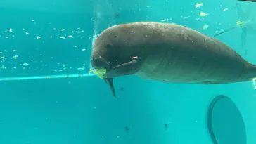 沖縄美ら海水族館に投稿された画像（2026/10/16）