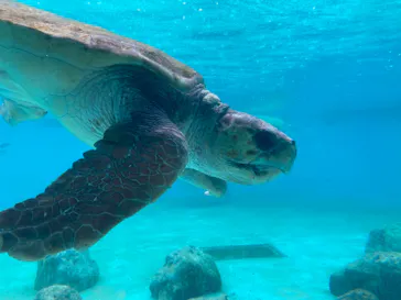 沖縄美ら海水族館に投稿された画像（2026/10/16）