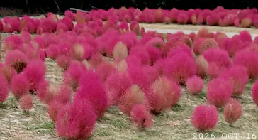 万博記念公園に投稿された画像（2026/10/16）