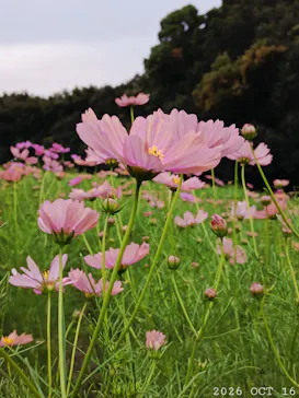 万博記念公園に投稿された画像（2026/10/16）