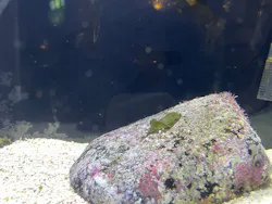 越前松島水族館に投稿された画像（2026/10/16）