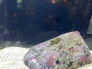 越前松島水族館に投稿された画像（2026/10/16）