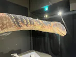 福井県立恐竜博物館に投稿された画像（2026/10/16）