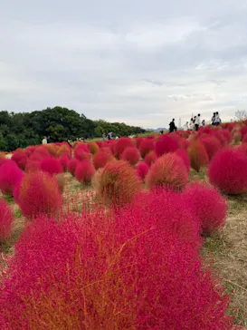 万博記念公園に投稿された画像（2026/10/16）