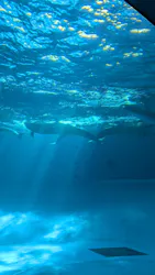 アクアワールド茨城県大洗水族館に投稿された画像（2026/10/16）
