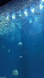 アクアワールド茨城県大洗水族館に投稿された画像（2026/10/16）