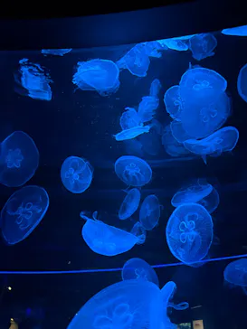 京都水族館に投稿された画像（2026/10/16）