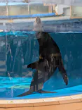 サンシャイン水族館に投稿された画像（2026/10/17）
