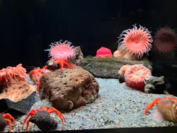 環境水族館アクアマリンふくしまに投稿された画像（2026/10/17）