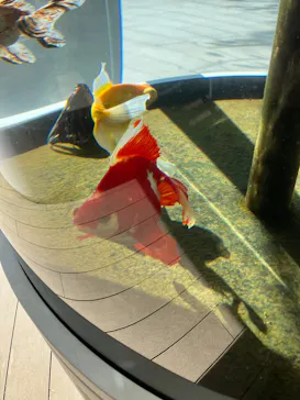 環境水族館アクアマリンふくしまに投稿された画像（2026/10/17）