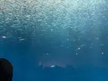 名古屋港水族館に投稿された画像（2026/10/17）