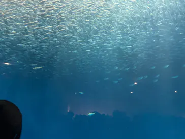 名古屋港水族館に投稿された画像（2026/10/17）