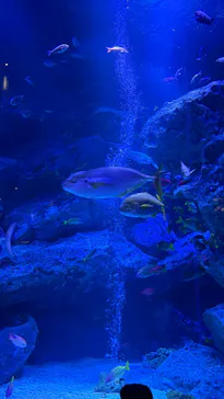 すみだ水族館に投稿された画像（2026/10/17）
