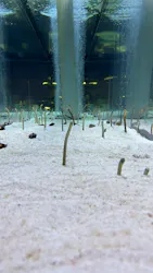 すみだ水族館に投稿された画像（2026/10/17）