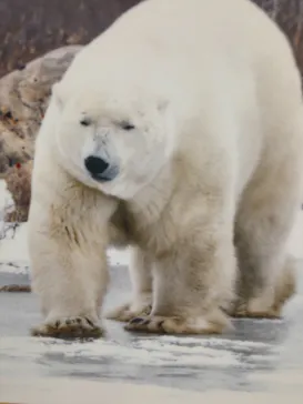 天王寺動物園に投稿された画像（2026/10/17）