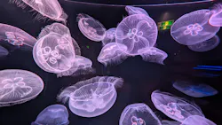 九十九島水族館海きららに投稿された画像（2026/10/17）