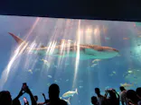 沖縄美ら海水族館に投稿された画像（2026/10/17）