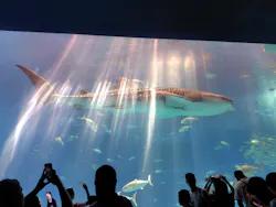 沖縄美ら海水族館に投稿された画像（2026/10/17）