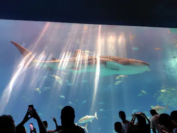 沖縄美ら海水族館に投稿された画像（2026/10/17）