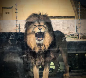 東武動物公園に投稿された画像（2026/10/17）